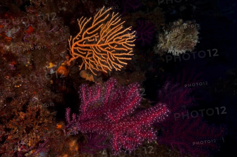 Violescent sea-whip (Paramuricea clavata) with open polyps and yellow gorgonian (Eunicella cavolinii) in the Mediterranean near Hyères. Dive site Giens Peninsula, Côte dAzur, France, Europe
