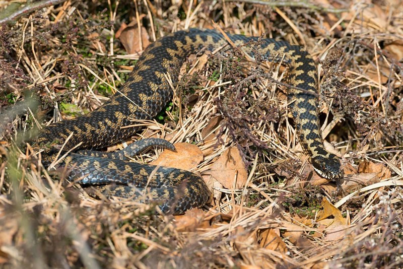 Wild common european viper (Vipera berus), brown adult, female, crawls well camouflaged in the sun through grass, moss, autumn leaves and broom heather or common heather (Calluna vulgaris) and lashes out, Pietzmoor nature reserve, Lüneburg Heath, Lower Saxony, Germany, Europe