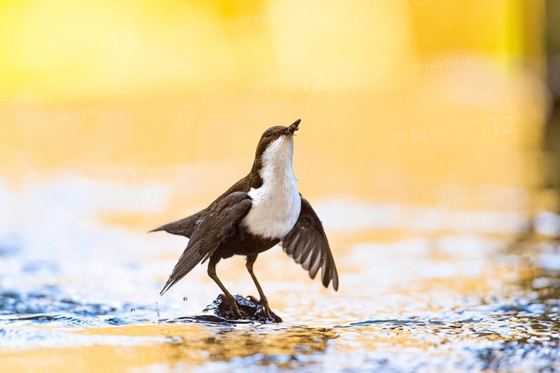White-breasted dipper (Cinclus cinclus), adult on stone with spread wings in a stream, food in beak, warm backlight, Teutoburger Wald, Lower Saxony, Germany, Europe