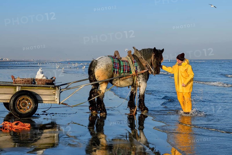 Horse fishermen at work, catching Brown shrimp (Crangon crangon), Koksijde, North Sea coast, province of West Flanders, Belgium, Europe