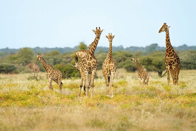 Herd of giraffes (Giraffa camelopardalis) with babies walks through the savanna. Etosha National Park, Namibia, Africa
