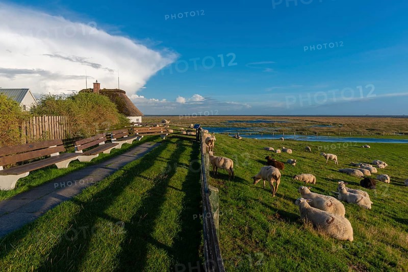 Hamburg Hallig, flock of sheep on the dwelling mound, thatched house, salt marshes, Reußenköge, North Frisia, Schleswig-Holstein, Northern Germany, Germany, Europe