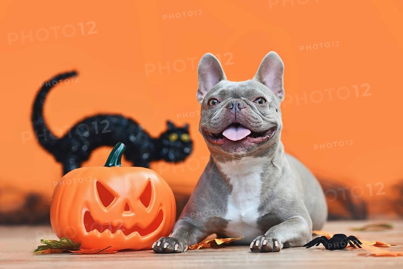 Happy Halloween French Bulldog dog with carved pumpkin, autumn leaves and black cat in orange background
