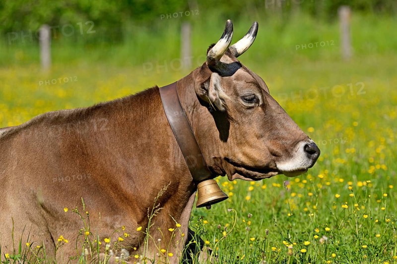 Domestic cattle (Bos primigenius taurus) with a cowbell resting in a meadow, Stillachtal near Oberstdorf, Allgäu Alps, Allgäu, Bavaria, Germany, Europe