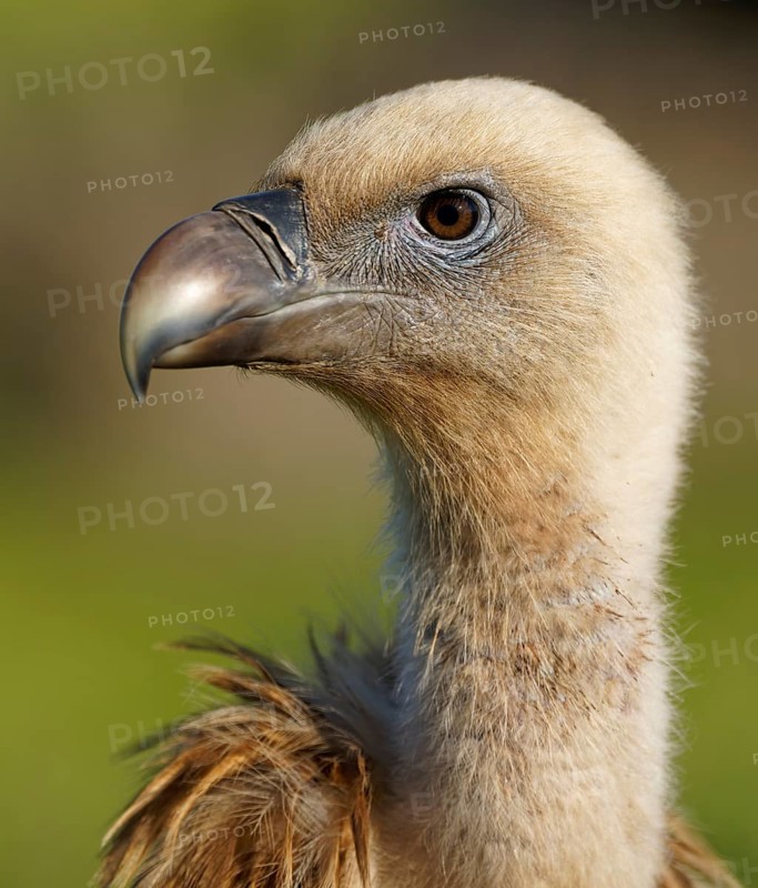 Griffon Vulture (Gyps fulvus) portrait, Castilla-La Mancha, Spain, Europe