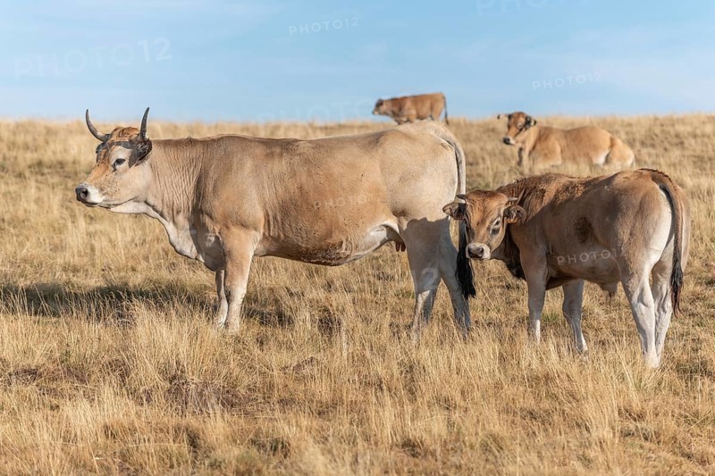 Aubrac cows in a dry pasture in summer. Aubrac, France, Europe