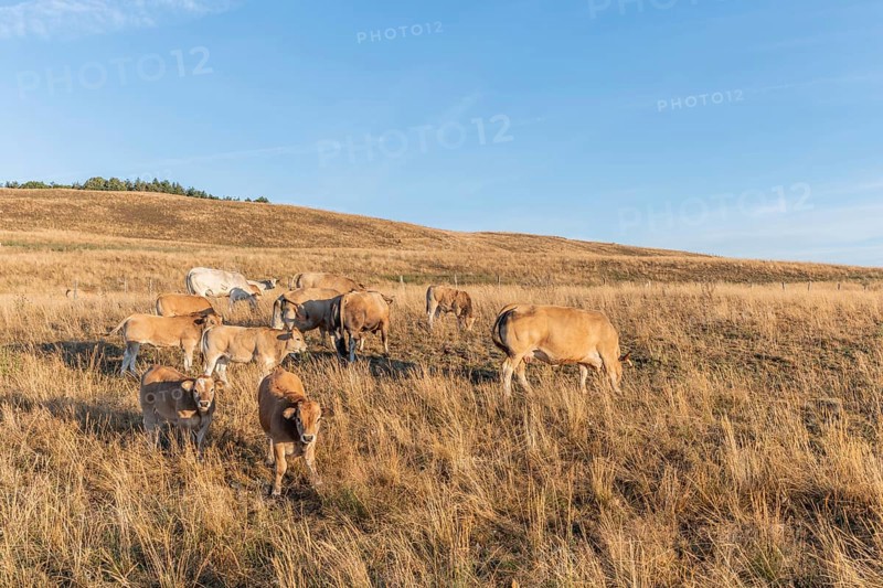 Aubrac cows in a dry pasture in summer. Aubrac, France, Europe