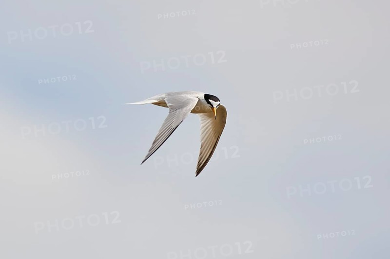 Little tern (Sternula albifrons) flying in the sky, Camargue, France, Europe