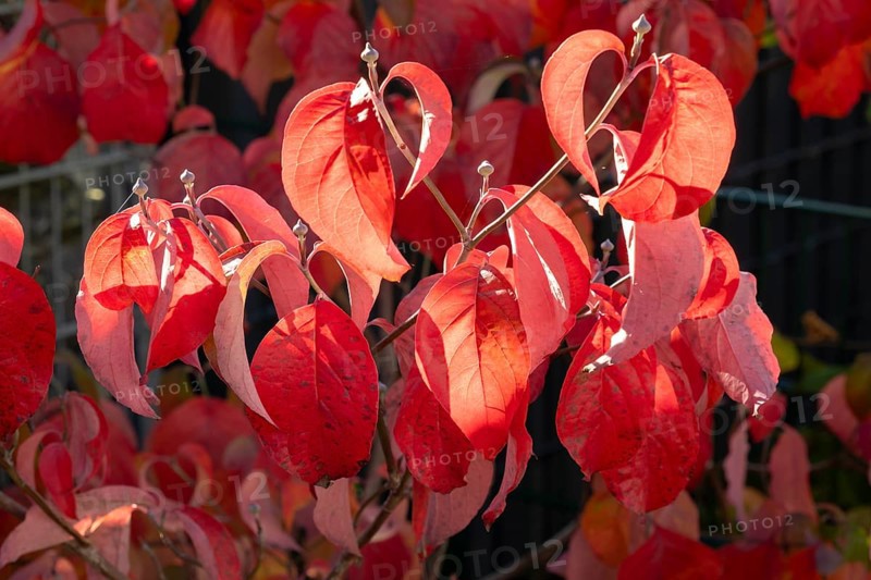 Branch with leaves of dogwood (Cornus), dogwood, autumn colours, North Rhine-Westphalia, Germany, Europe