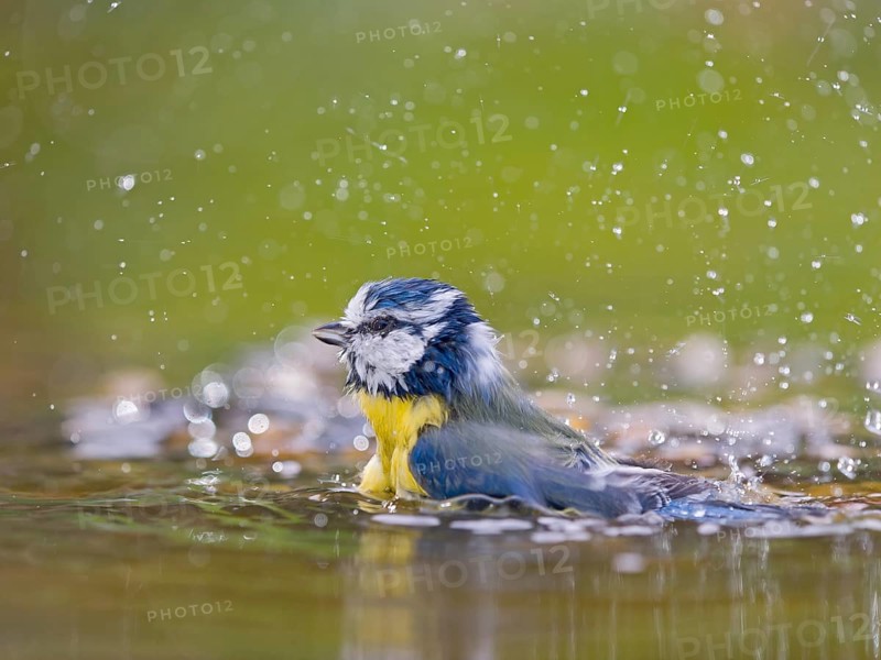Blue tit (Cyanistes caeruleus), adult bird bathing in shallow water, Solms, Hesse, Germany, Europe