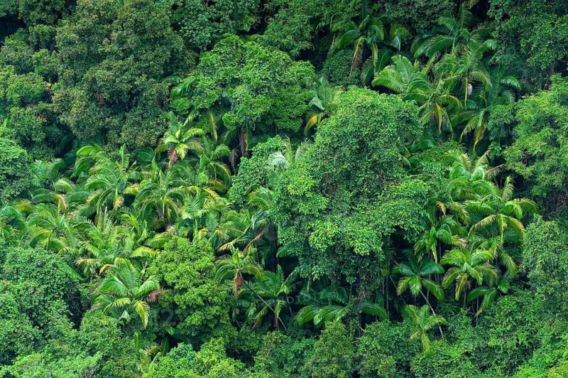 Eucalyptus trees (Eycalyptus), tree, palms, tropics, plant, flora, jungle, nature, Nightcap National Park, Queensland, Australia, Oceania