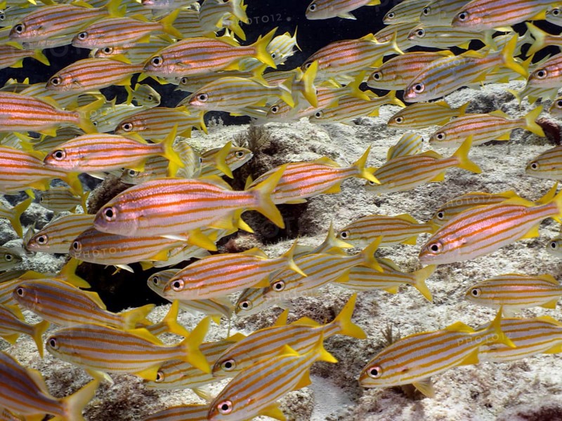 Shoal, group of french grunt (Haemulon flavolineatum), dive site John Pennekamp Coral Reef State Park, Key Largo, Florida Keys, Florida, USA, North America