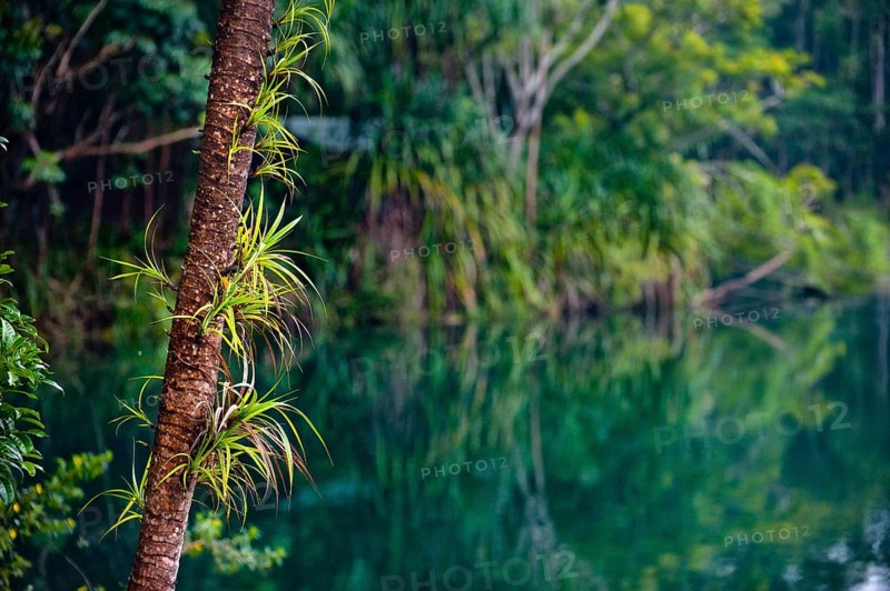 Crater lake Lake Eacham in tropical rainforest with palm tree in the Atherton tablelands, Queensland, Australia, Oceania
