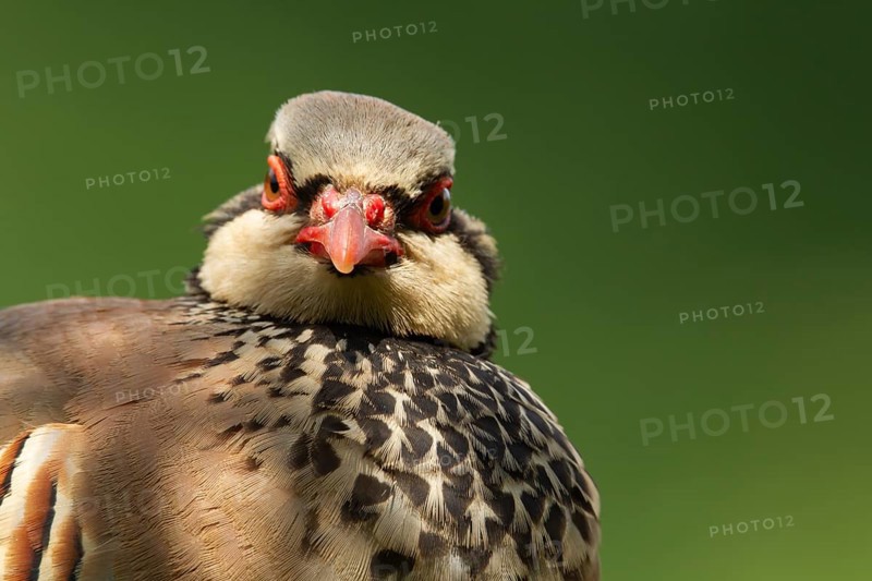 Red legged or French partridge (Alectoris rufa) adult bird head portrait, Norfolk, England, United Kingdom, Europe