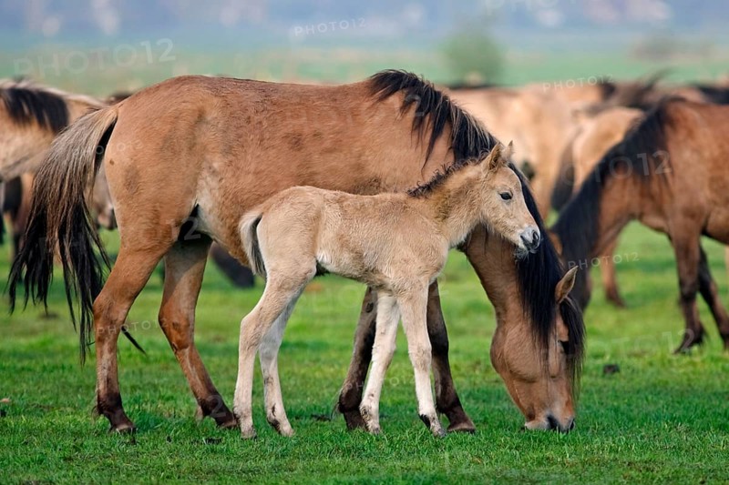 Dülmen wild horses, mare with foal, Merfelder Bruch, Dülmen, North Rhine-Westphalia, Dülmen wild horse, Germany, Europe