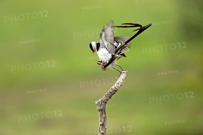 Pintailed Whydahs, pair, mating, Sabie Sand Game Reserve, South Africa (Vidua macroura)
