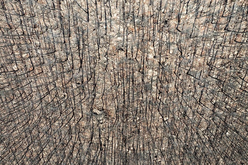 Burned Stone or Umbrella Pines (Pinus pinea) after a forest fire, aerial view, drone shot, Sierra Bermeja, Málaga Province, Andalusia, Spain, Europe