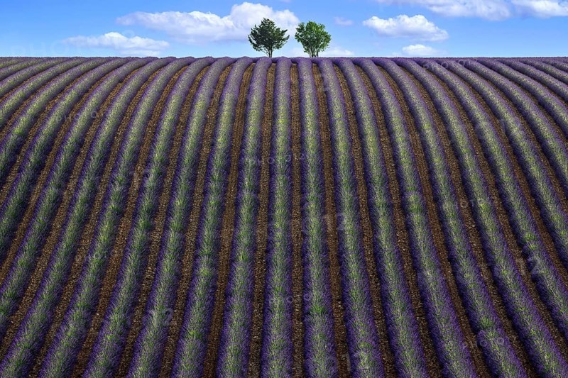 Two trees in an undulating lavender field, flowering true lavender (Lavandula angustifolia), D56, between Valensole and Puimoisson, Plateau de Valensole, Provence, Provence-Alpes-Cote d Azur, South of France, France, Europe