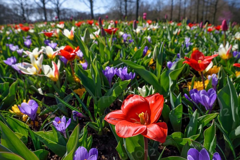 Flower splendour with colourful Tulips (Tulipa) and Crocus (Crocus) in spring, Keukenhof, Lisse, Province South Holland, Netherlands