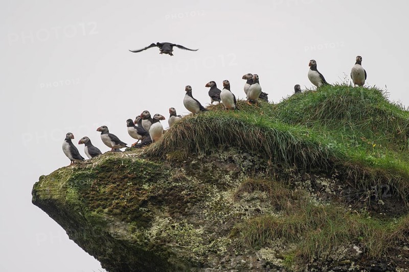 Puffin (Fratercula arctica) sitting on a grassy rock, Heimaey Island, Westman Islands, Vestmannaeyjar, Suðurland or South Iceland, Iceland, Europe