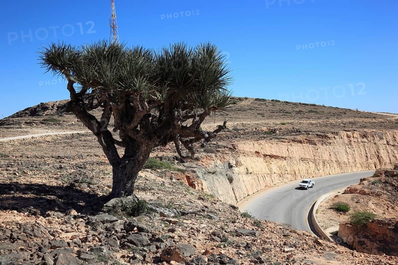 Dragon's blood tree, Southern Dhofar landscape, Jabal al-Qamar, Oman, Asia