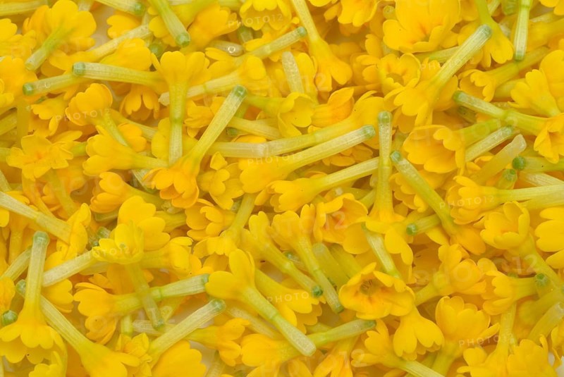 Common cowslip (Primula officinalis), cowslip, apothecary primrose, medicinal plant, flowers