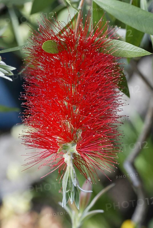 Scarlet bottlebrush (Callistemon citrinus)