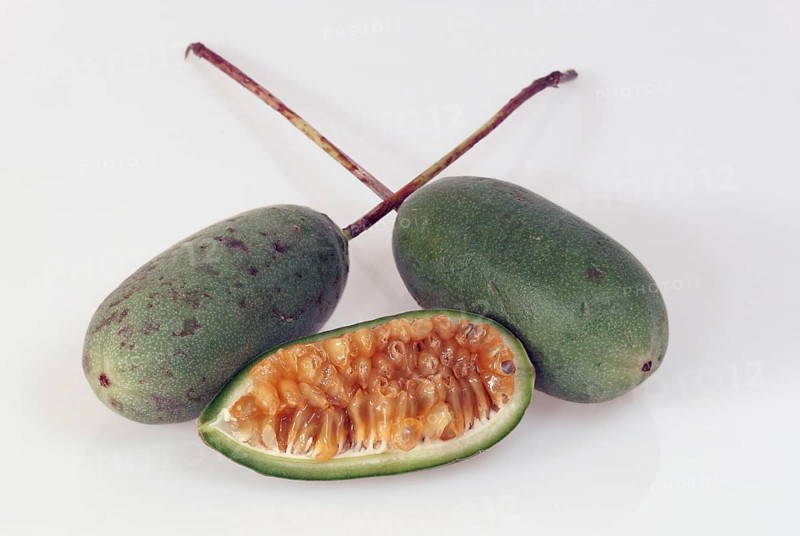 Curubas (Passiflora mollissima)