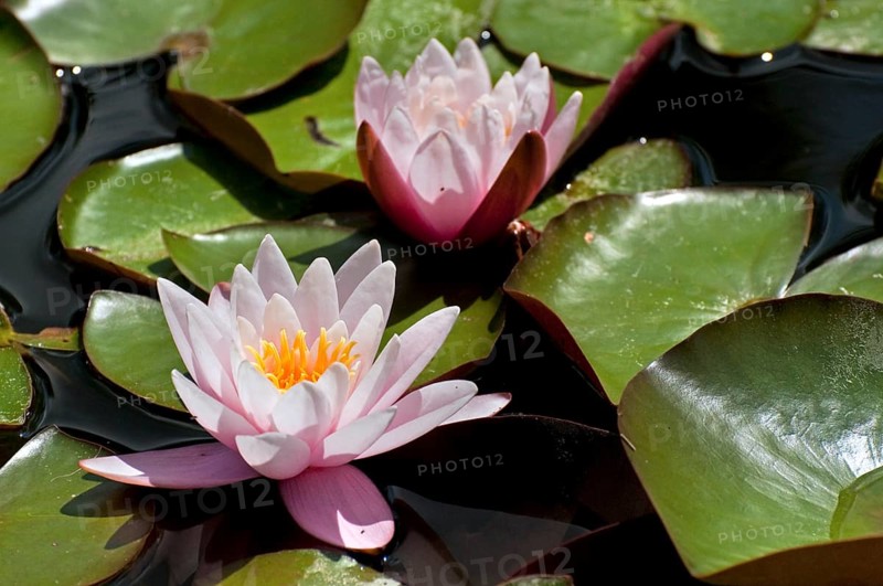 Waterlily, Water Lilies (Nymphaea) in pond