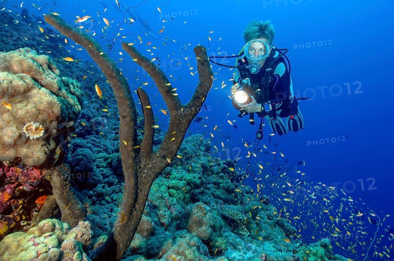 Scuba diver looking up at illuminated tree sponge (Liosina paradoxa), Red Sea, Safaga, Egypt, Africa