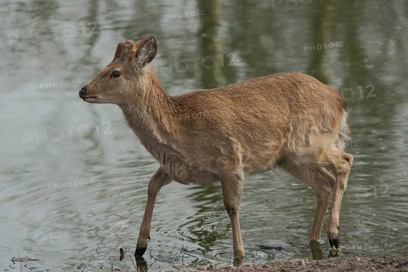 Dybowski deer (Cervus nippon dybowskii), water, bank, captive