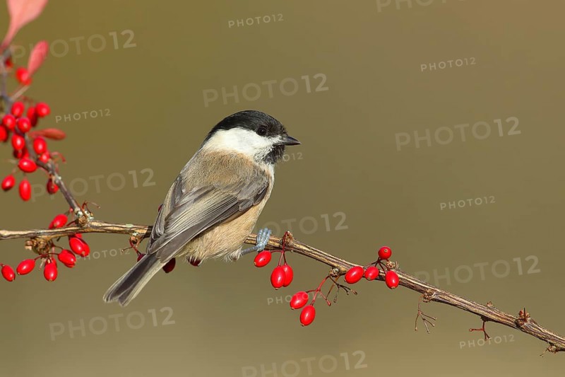 Willow Tit (Parus montanus) on Green Barberry (Berberis thunbergii) with red berries in autumn, Siegerland, North Rhine-Westphalia, Germany, Europe