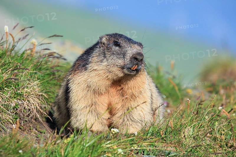 Alpine Marmot (Marmota marmota), Alpine Marmot