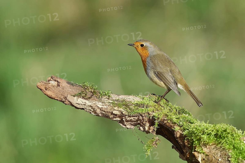 European robin (Erithacus rubecula), sitting on a moss-covered tree root, Wilden, North Rhine-Westphalia, Germany, Europe