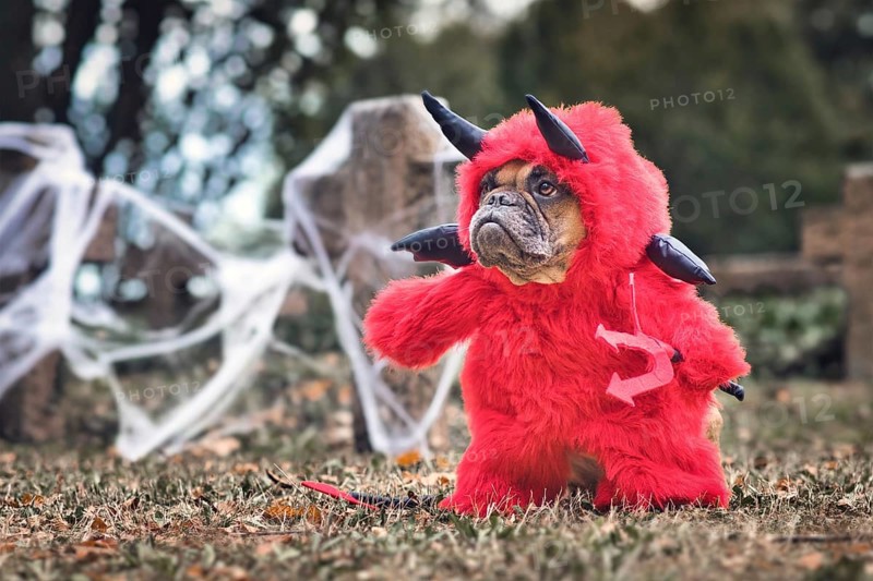 Funny French Bulldog dog wearing red Halloween devil costume with fake arms holding pitchfork, with devil tail, horns and black bat wings standing in front graveyard with tombstone covered in cobwebs