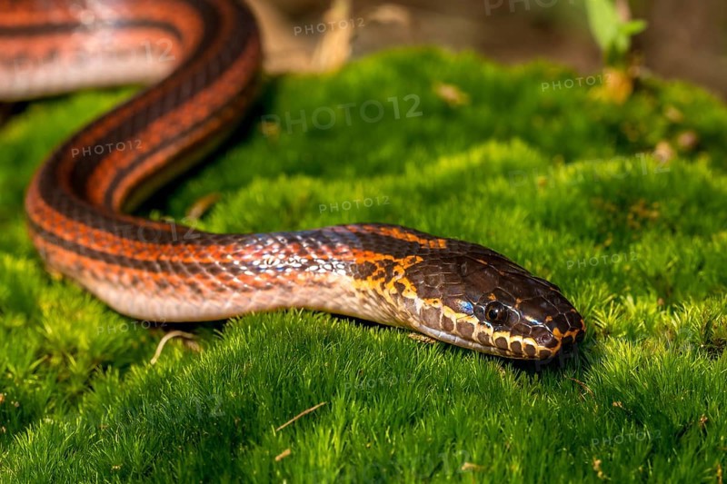 Madagascar Three-striped Ground Snake (Pseudoxyrhopus tritaeniatus), Marojejy National Park, Madagascar, Africa