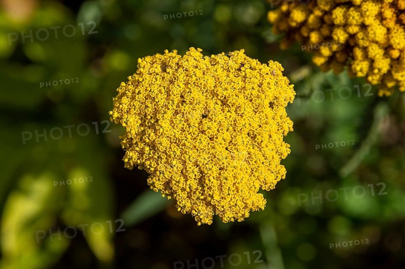 Yarrow (Achillea), Lower Saxony, Germany, Europe