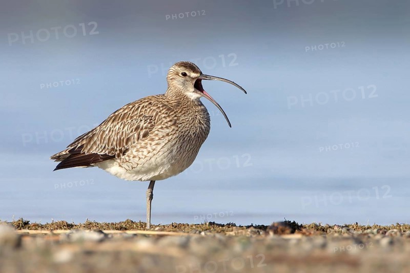 Whimbrel (Numenius phaeopus), calling with open bill on the lakeshore, Chiemsee, Bavaria, Germany, Europe
