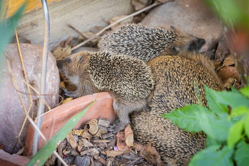 Hedgehog mother with young in the living environment of humans. A near-natural garden is a good habitat for hedgehogs, young hedgehogs can also be fed to give them a better chance of survival for hibernation, Bannewitz, Saxony, Germany, Europe