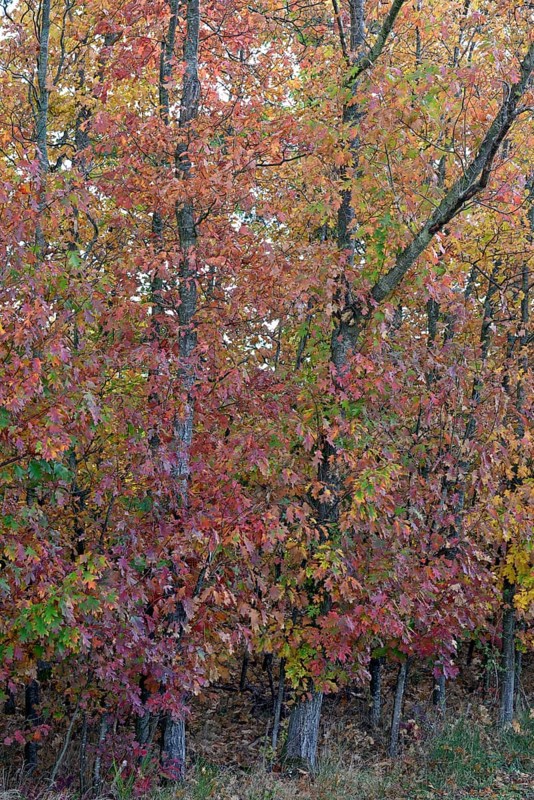 Northern red oak (Quercus rubra) with autumn colouring, Moselle, Rhineland-Palatinate, Germany, Europe