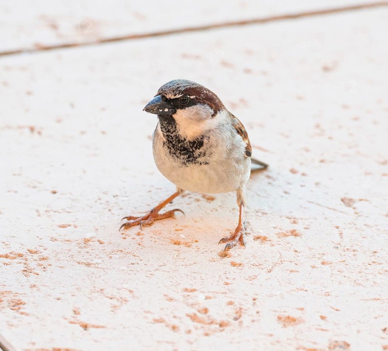 House sparrow (Passer domesticus) or sparrow or house sparrow, male, sitting with legs apart on a terrace, crumbs of bread in beak, feeding, cultural successor, Peguera or Paguera, Majorca, Balearic Islands, Spain, Europe