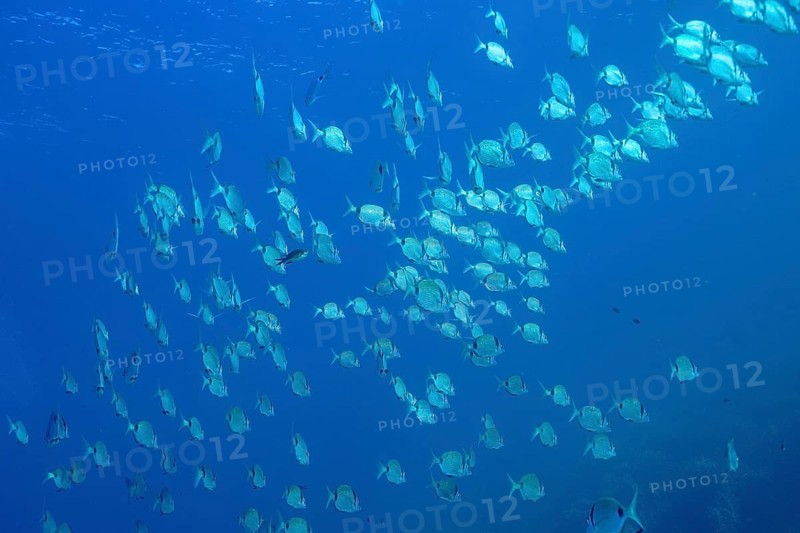 Group, school of common two-banded seabream (Diplodus vulgaris) in the Mediterranean Sea near Hyères. Dive site Giens Peninsula, Côte dAzur, France, Europe