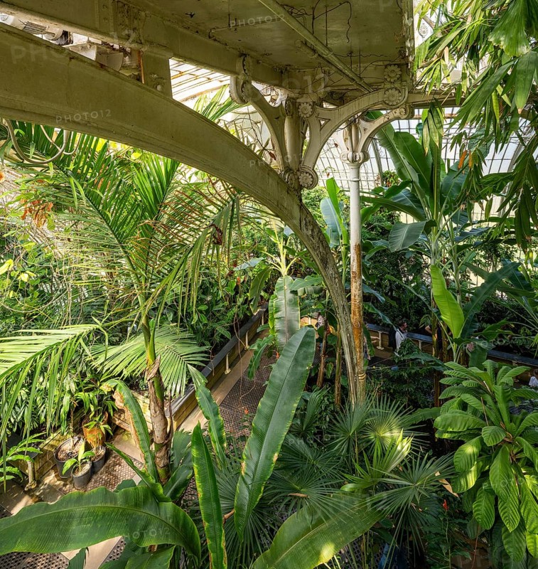 Tropical rainforest, Palm House, oldest Victorian greenhouse in the world, Royal Botanic Gardens, Kew, London, England, Great Britain