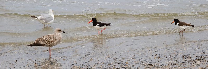 Eurasian oystercatcher (Haematopus ostralegus) and Herring Gulls (Larus michaellis) on the coast, Norderney, North Sea, East Frisia, Lower Saxony, Germany, Europe