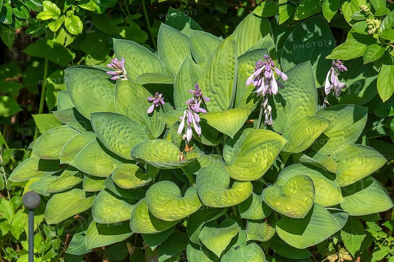Flowering Hosta, Bavaria, Germany, Europe