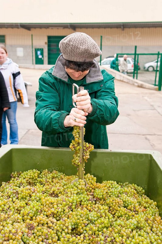 Measurement of the oil content of fresh grapes