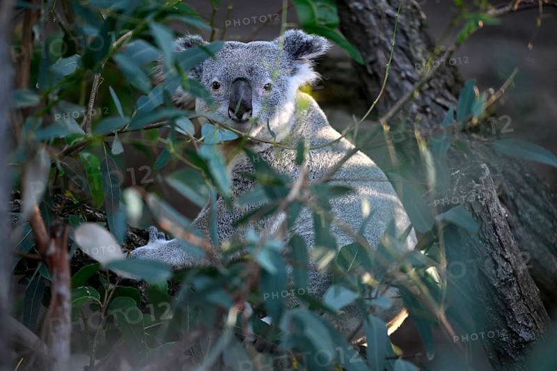 Koala (Phascolarctos cinereus), on tree trunk, captive, Baden-Württemberg, Germany, Europe