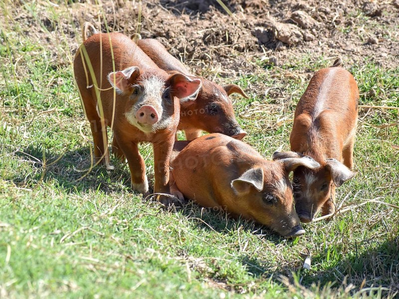 Several piglets from a domestic pig, Buenos Aires province, Argentina, South America