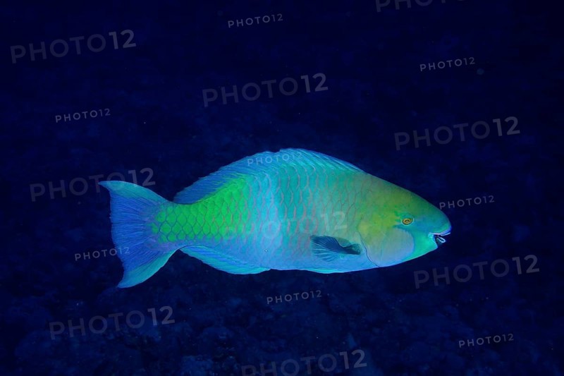 Rusty-naped parrotfish (Scarus ferrugineus), St Johns Caves dive site, Saint Johns Reef, Red Sea, Egypt, Africa