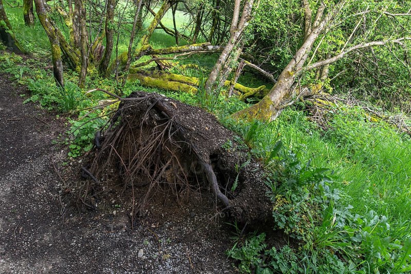 Uprooted black alder (Alnus glutinosa L.), Franconia, Bavaria, Germany, Europe